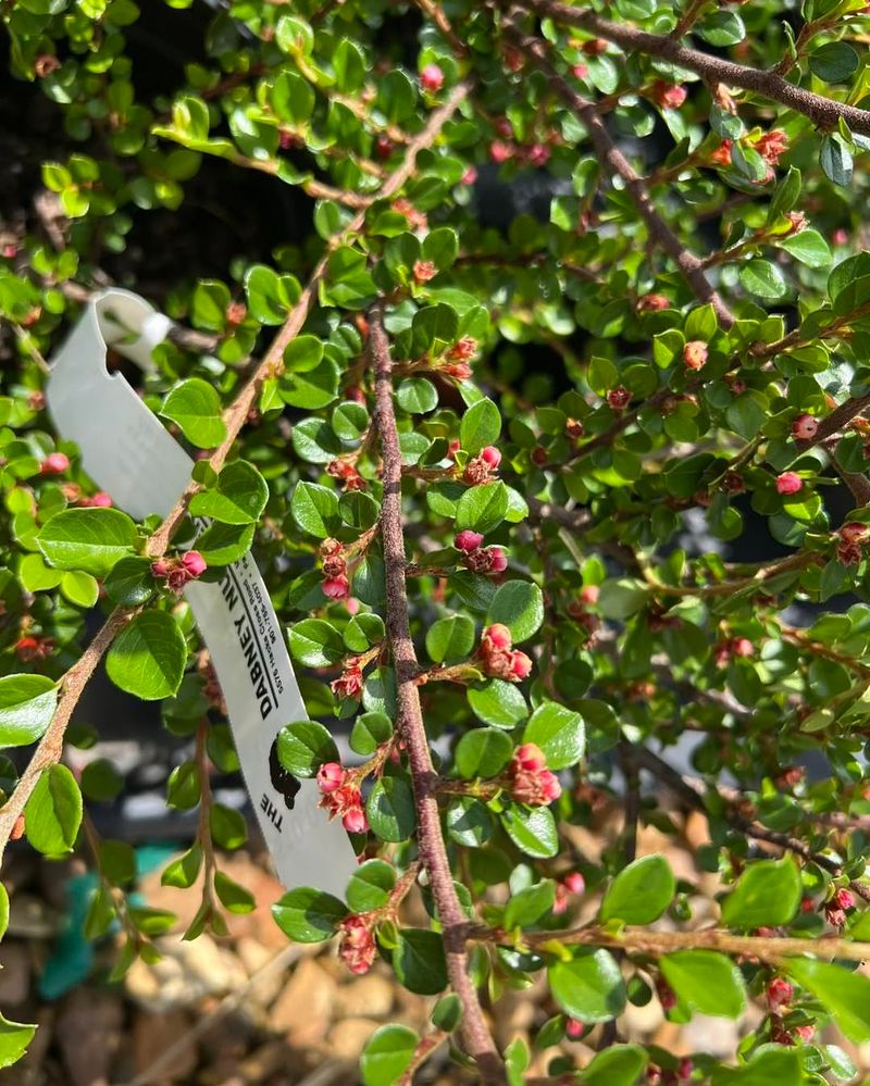 Cotoneaster