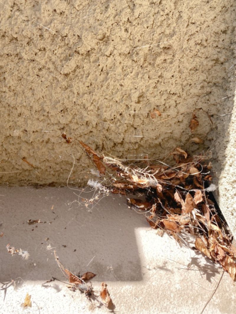 Cobwebs and Debris