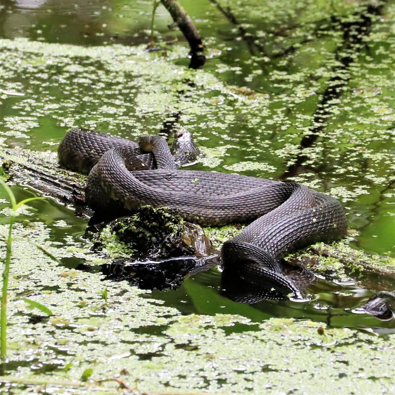 Louisiana's Bayou Biters