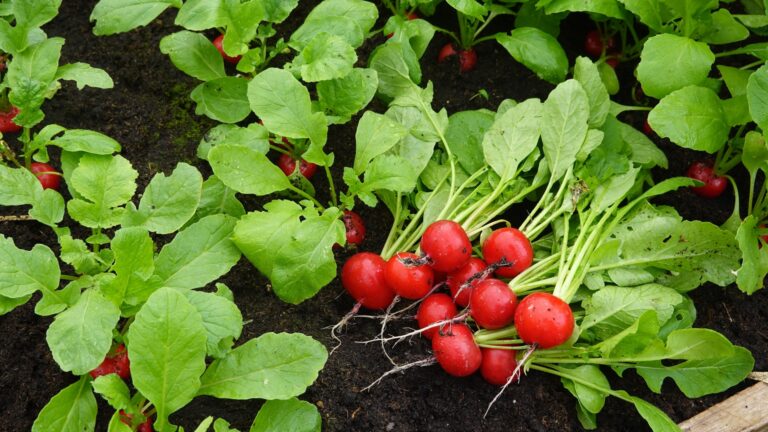 Radishes