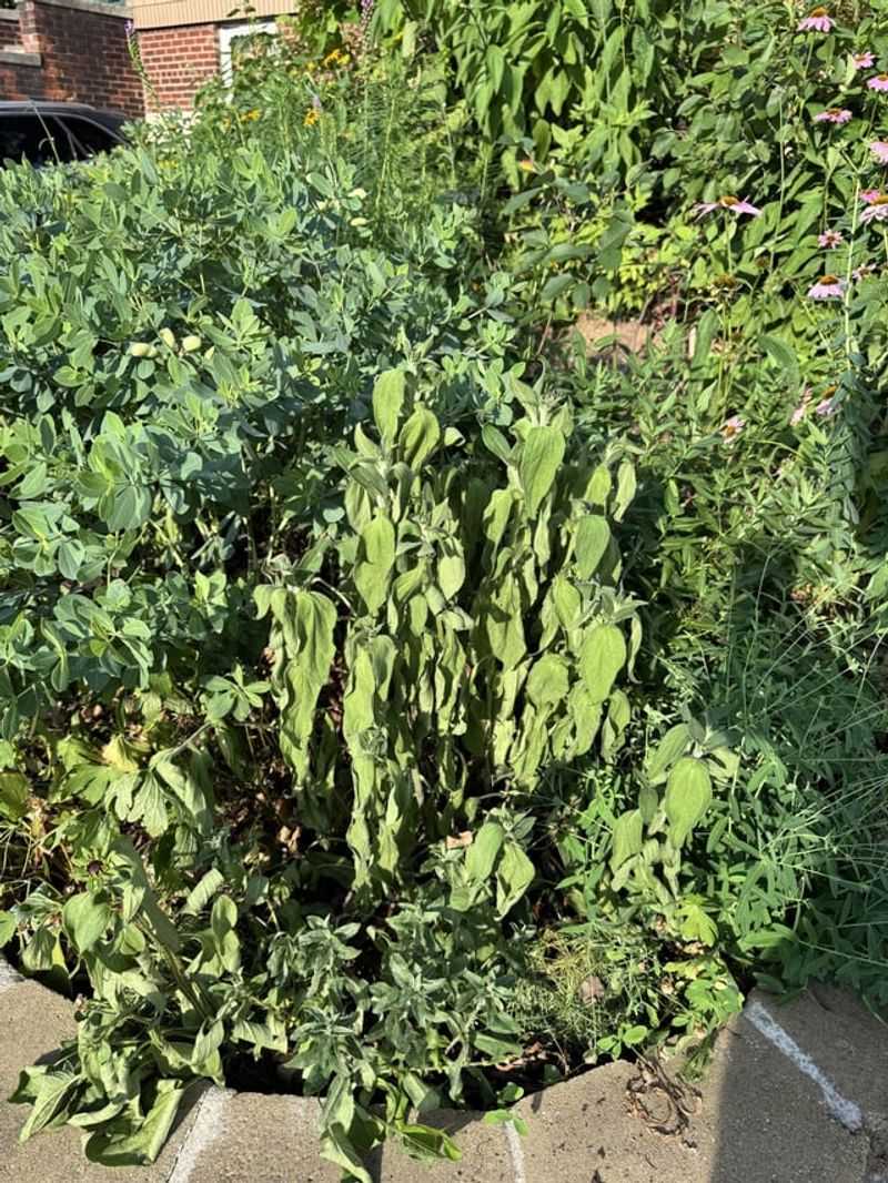 Mistake: Water-Hungry Plant Choices