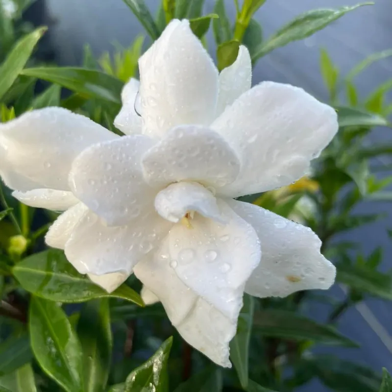 Mistake: Deadheading During Heat