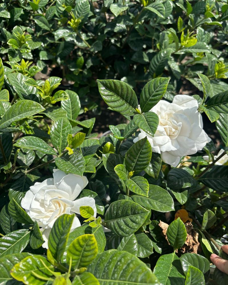 Mistake: Inconsistent Deadheading
