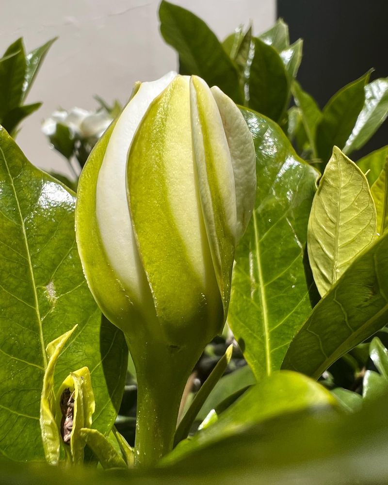 Mistake: Removing Green Buds