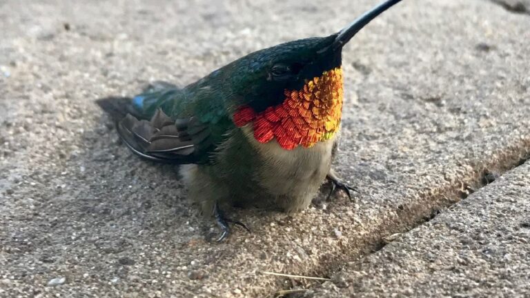 hummingbird on the ground