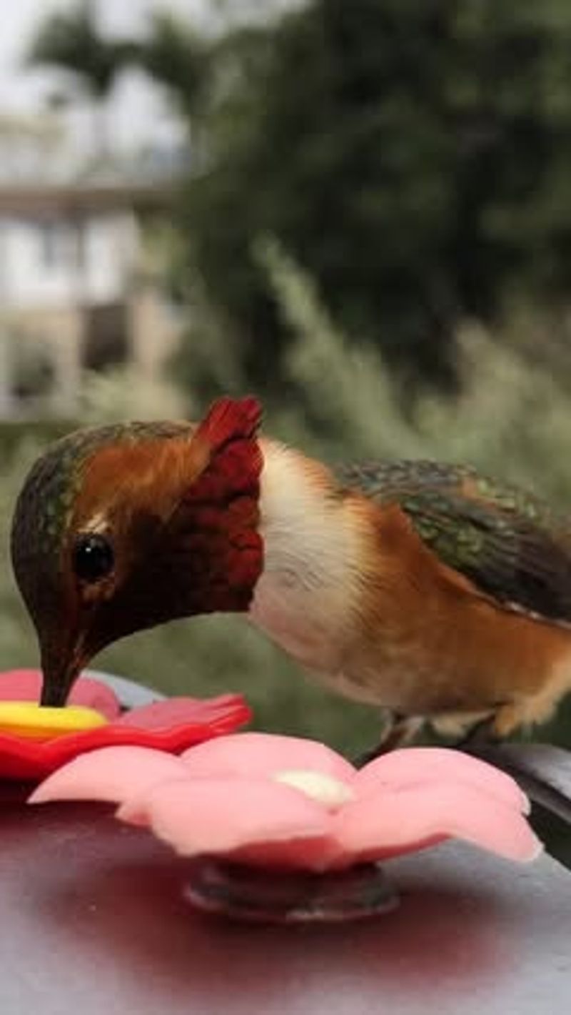 Offering Regular Sugar Water