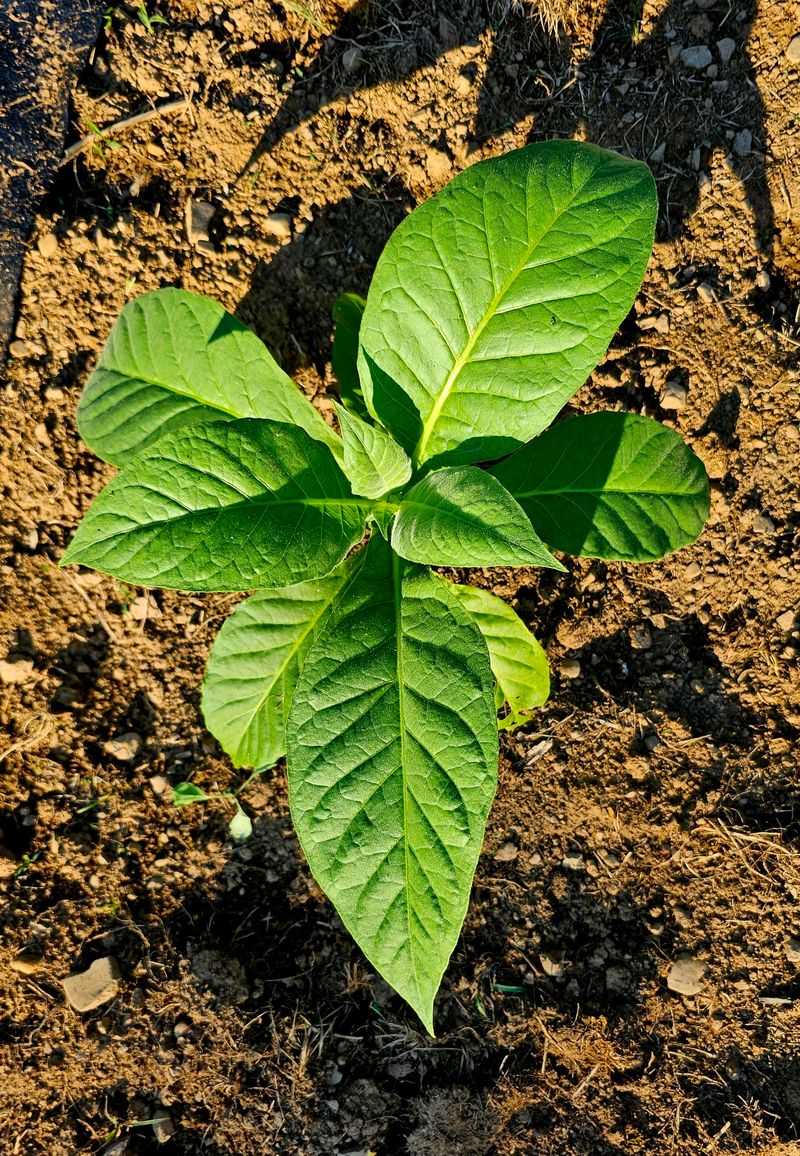 Tobacco: From Sacred Pipe to Public Enemy