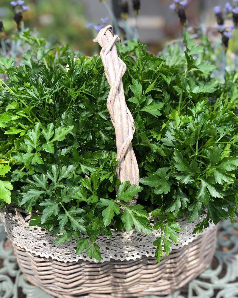 Persistent Parsley