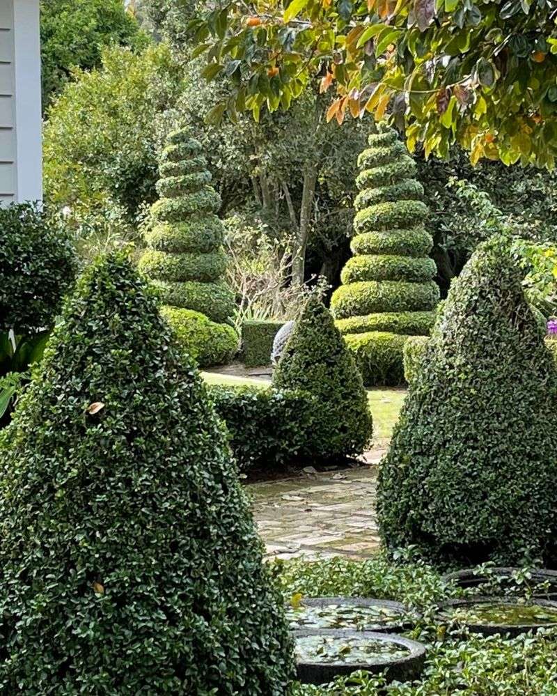 Evergreen Hedges Welcome Summer Shaping