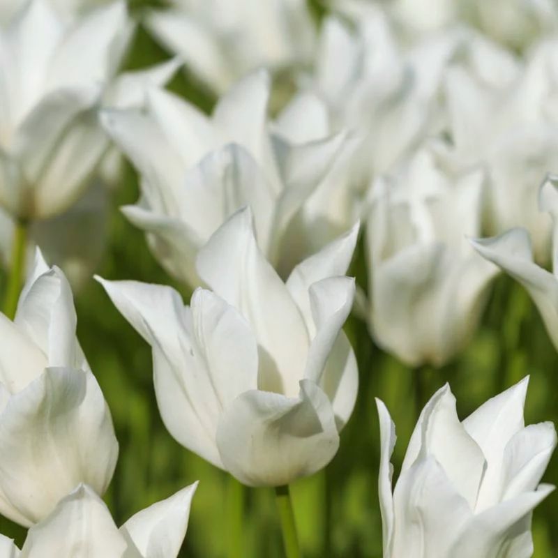 White Tulips