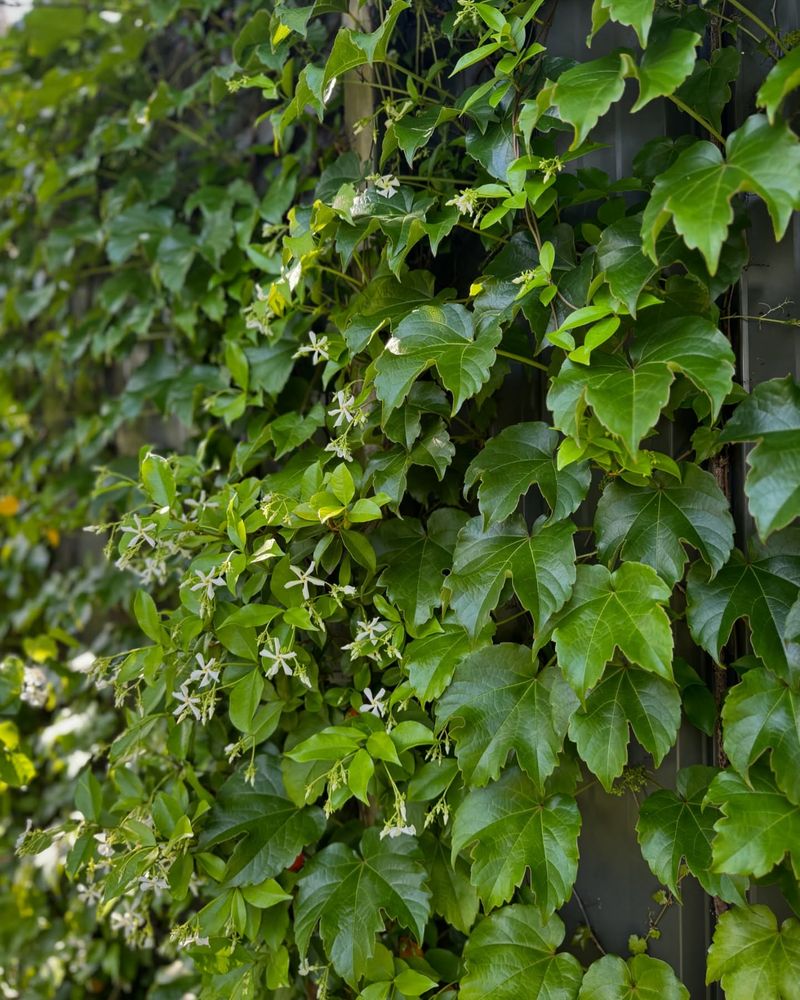 Living Fence Boundaries