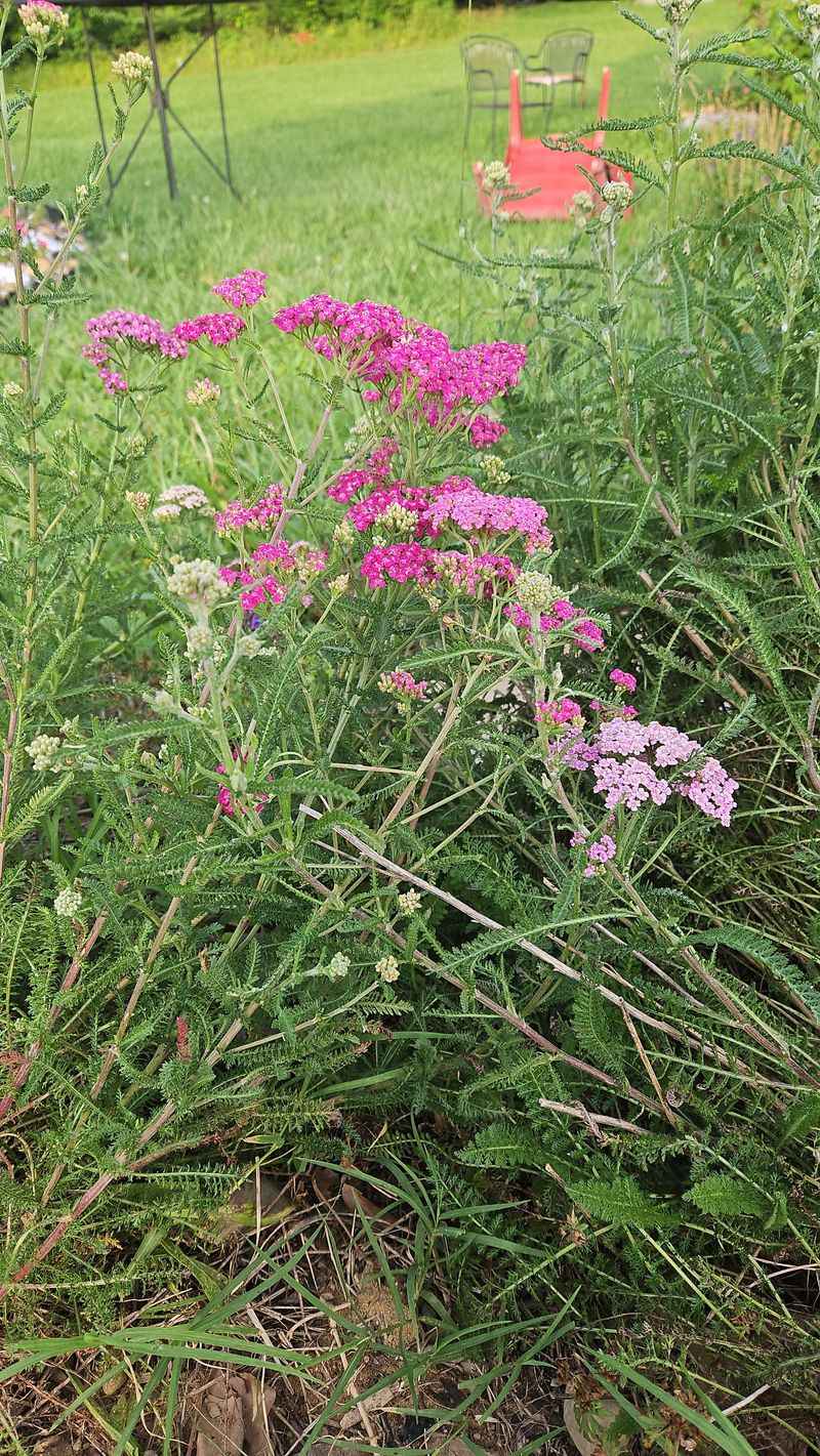 Non-Native Butterfly Bush (Buddleia davidii)