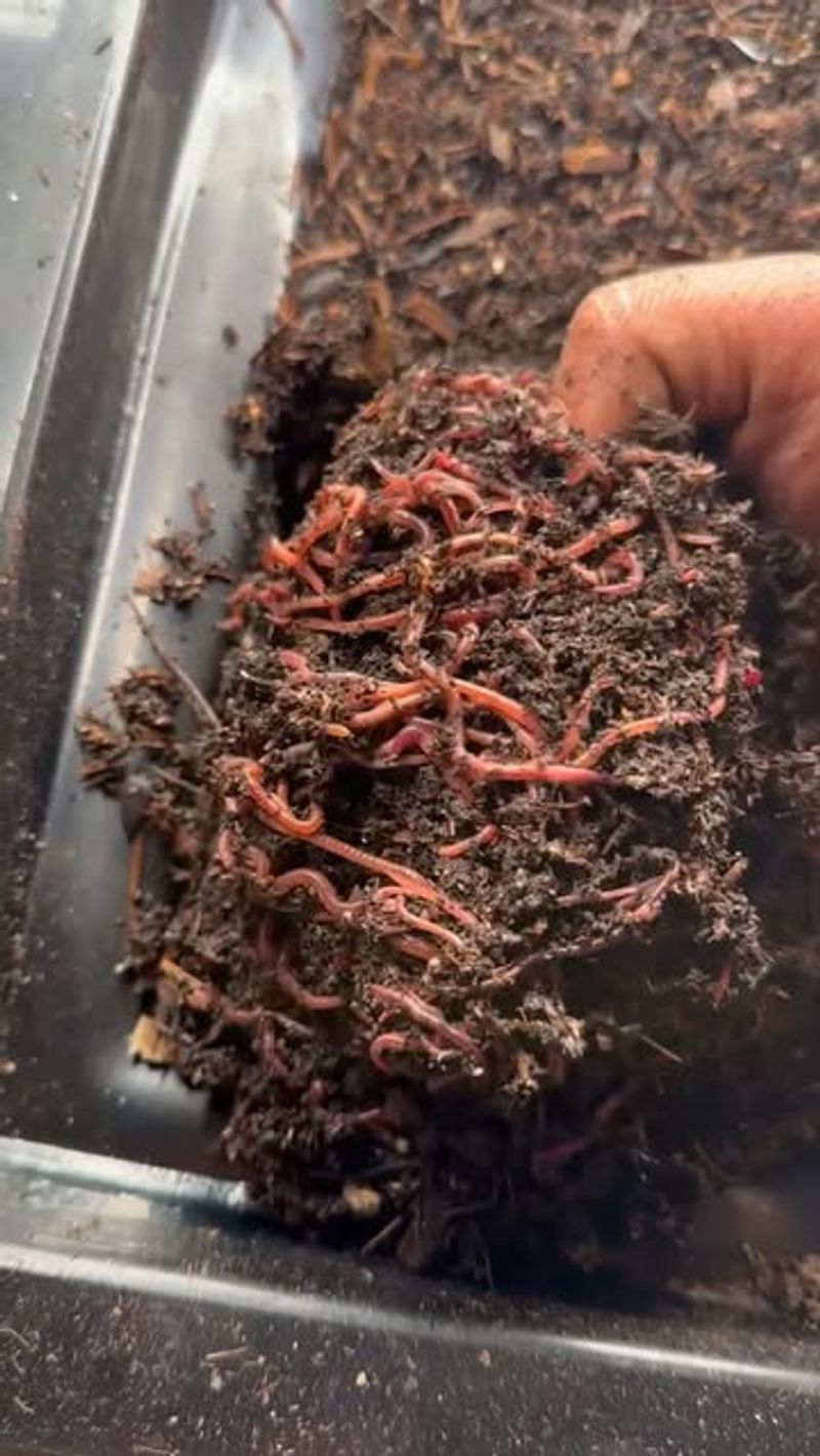 Vermiculture Integration
