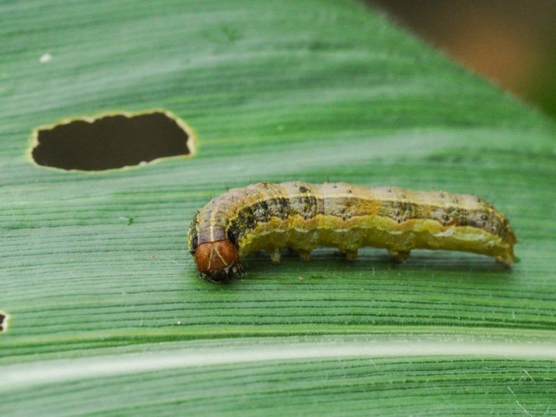 Armyworms