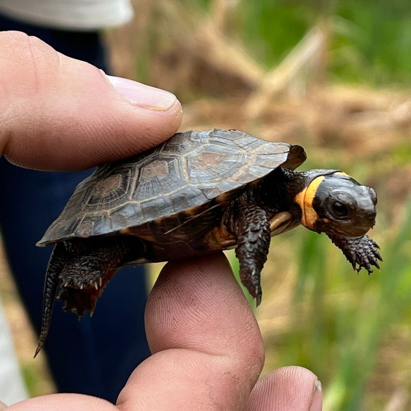 Bog Turtles
