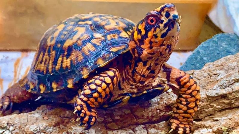 Eastern Box Turtles
