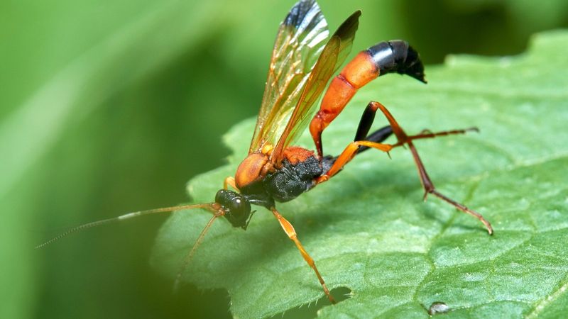 Beneficial Wasps