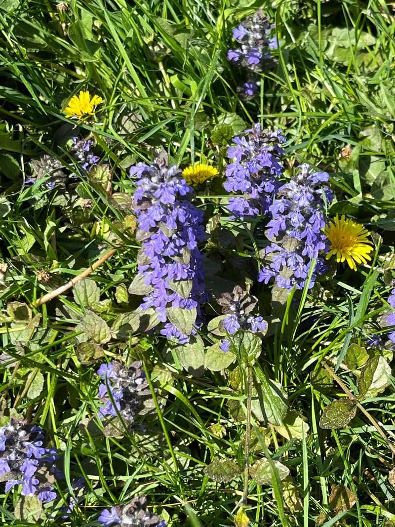 Ajuga (Ajuga reptans)