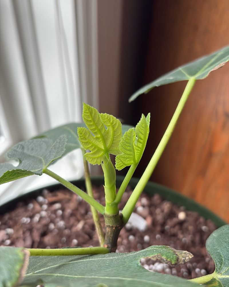 Educational Family Project