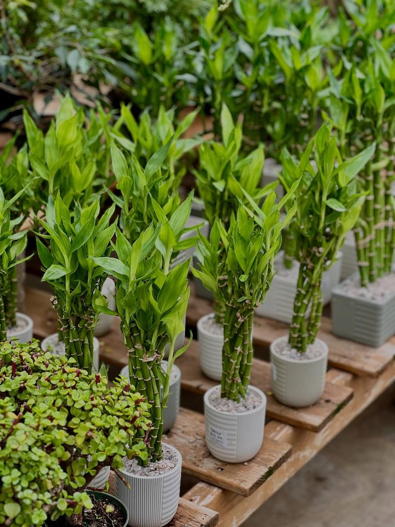 Lucky Bamboo