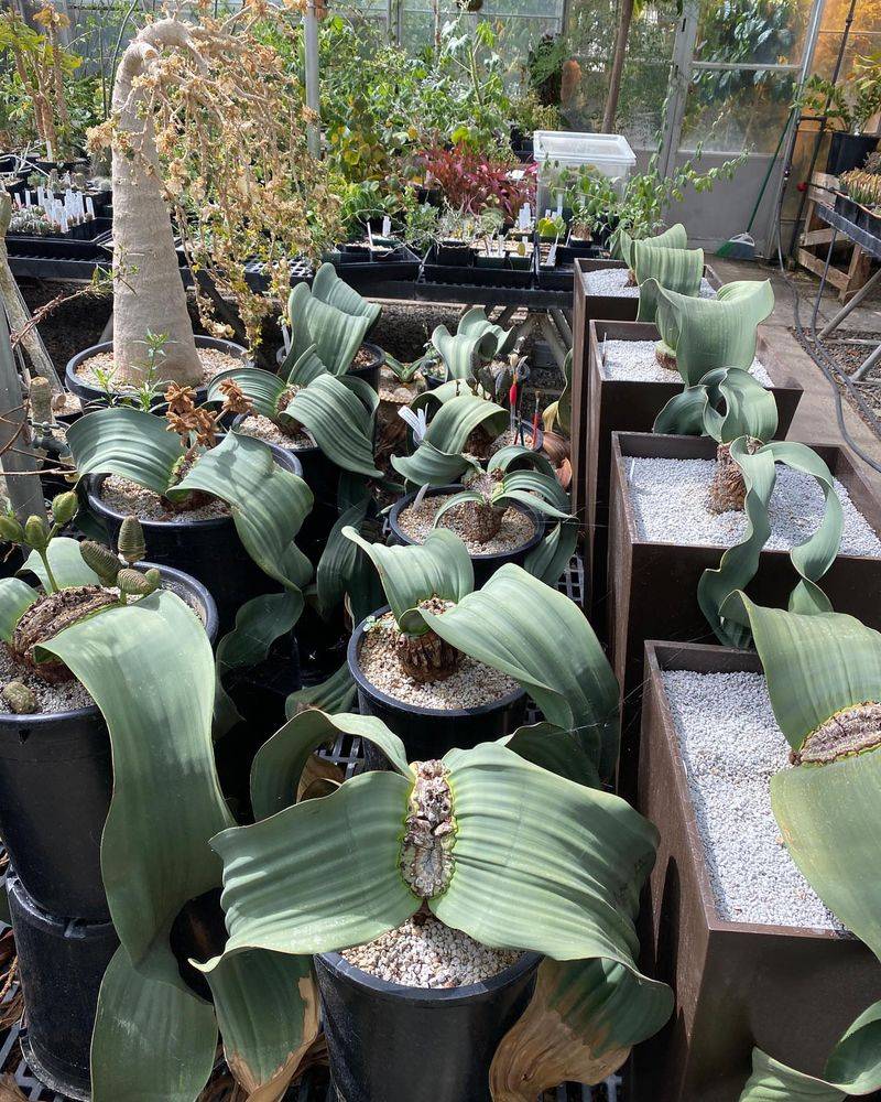 Money-Waster: Exotic Non-Native Plants