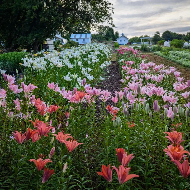 Money-Waster: Single-Season Annuals Everywhere