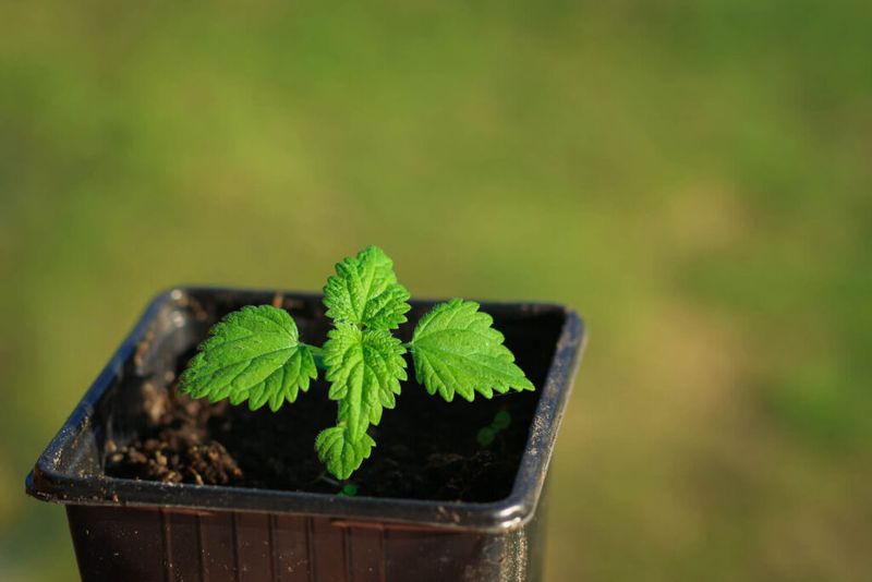 Repot Annually To Prevent Root-Bound Plants