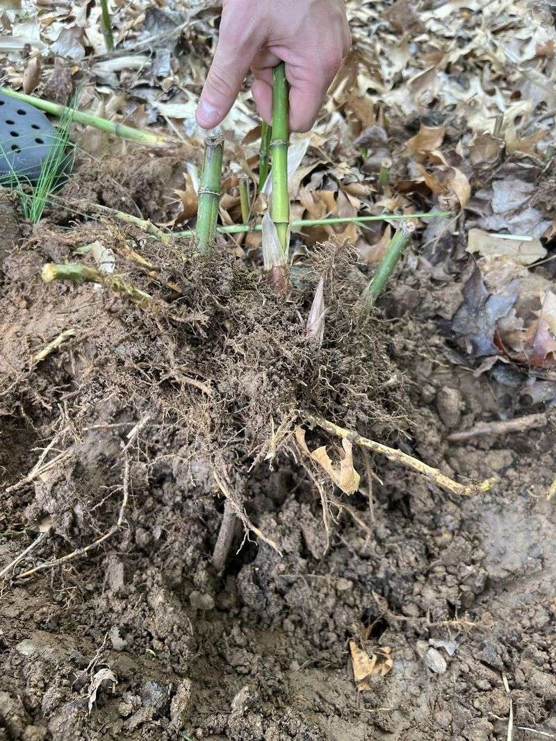 Have A Removal Plan Before Planting
