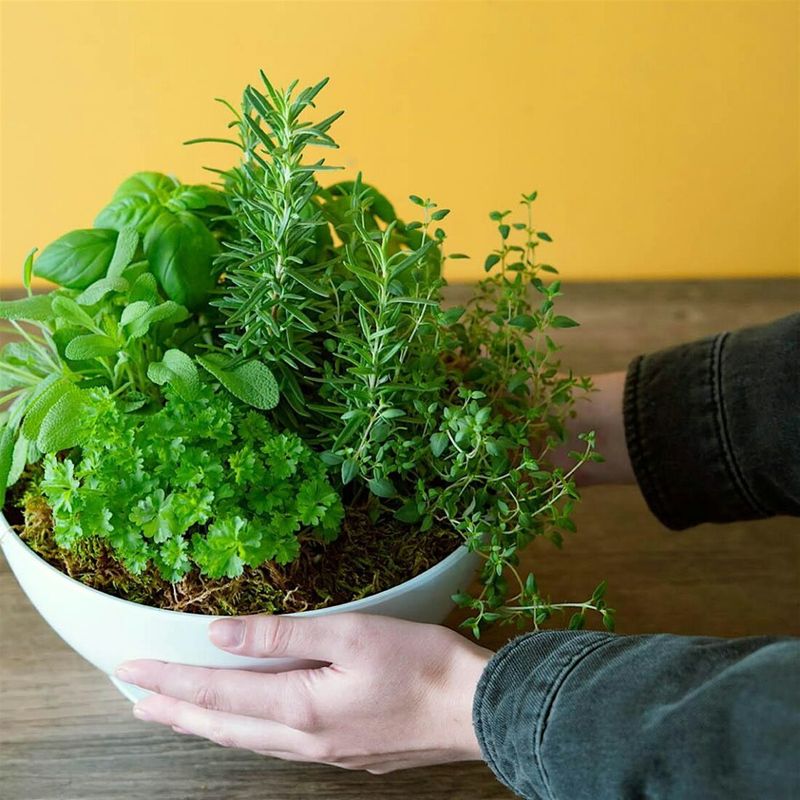 Rotate Plants For Even Growth