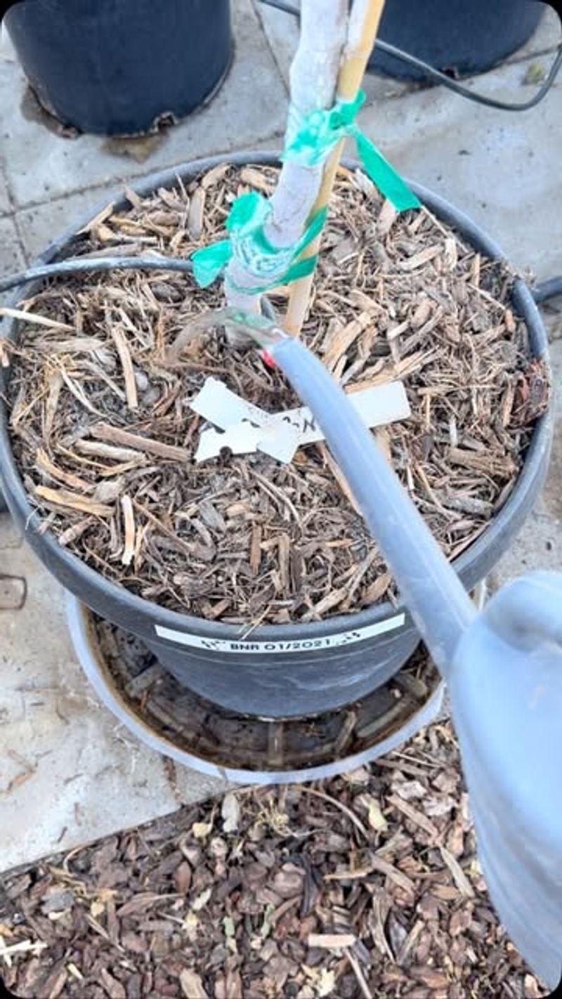 Time Fertilizing Carefully