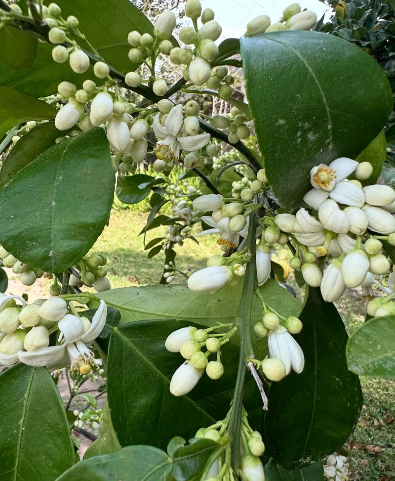 Boost Pollination for More Fruit