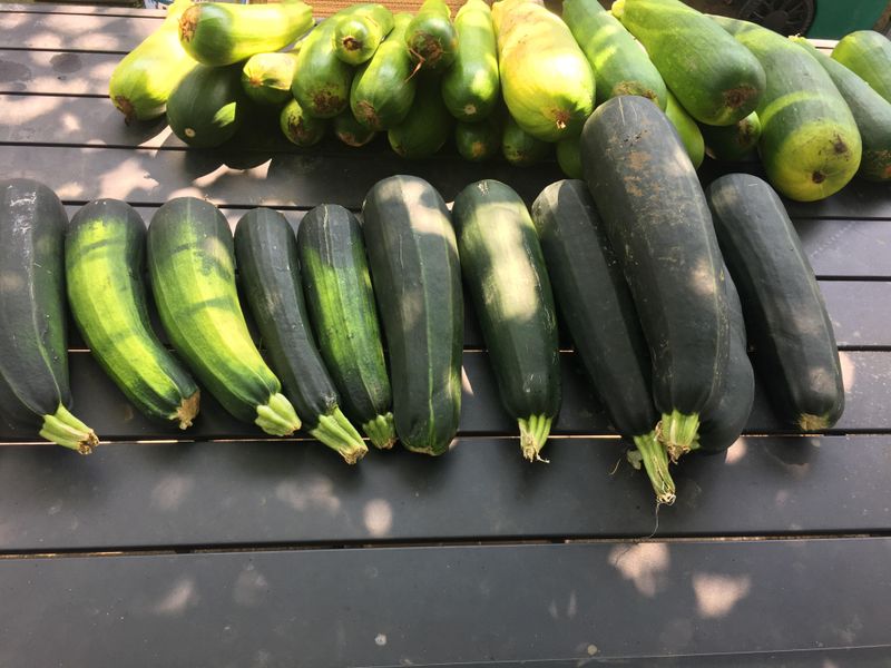 Harvest regularly