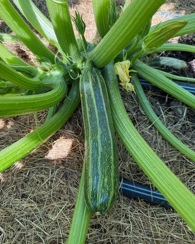Choose the right varieties