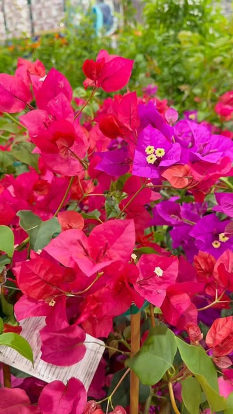 Bougainvillea