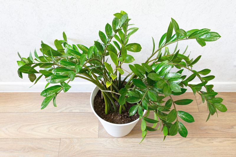 ZZ Plant