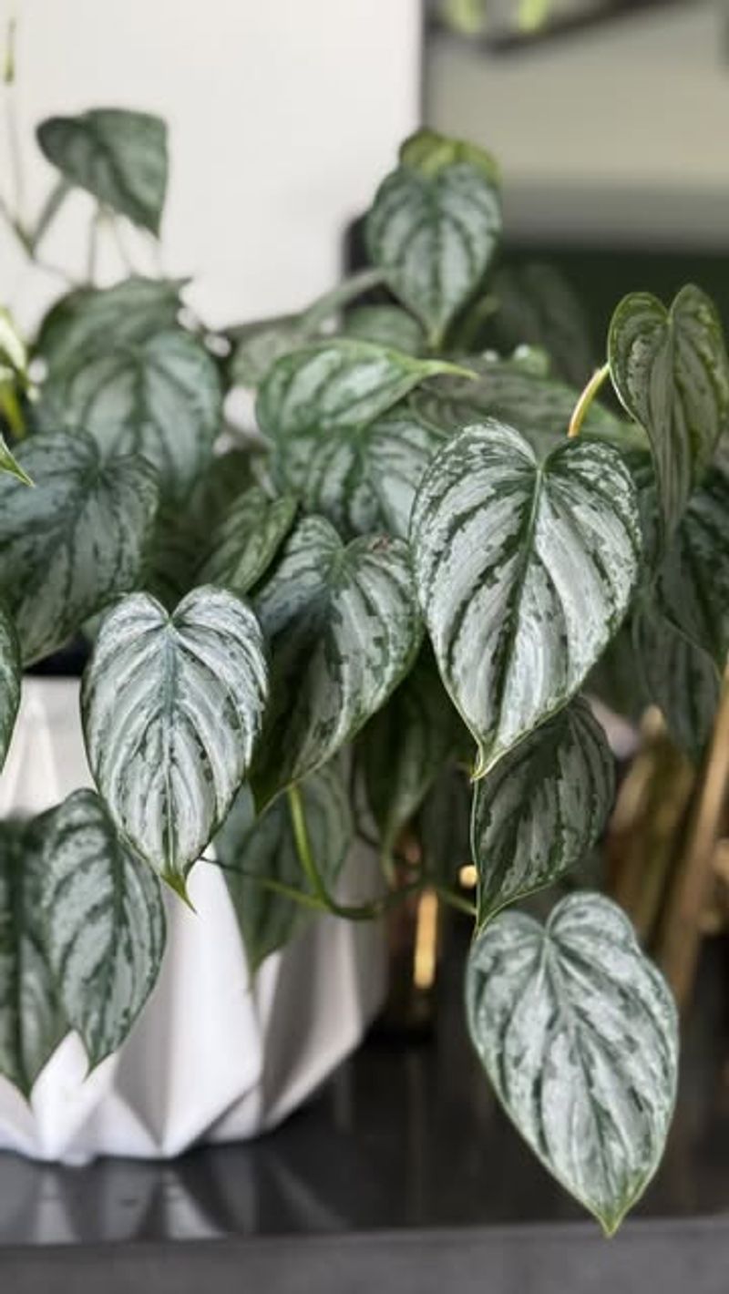 Philodendron Gloriosum
