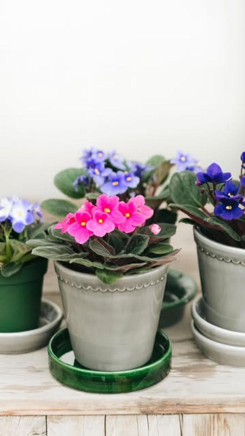 African Violet