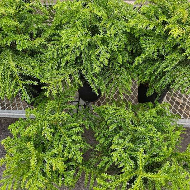 Norfolk Island Pine: Indoor Only, Please