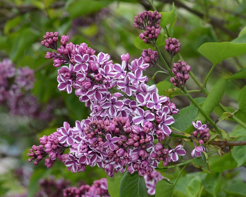 Lackluster Lilacs