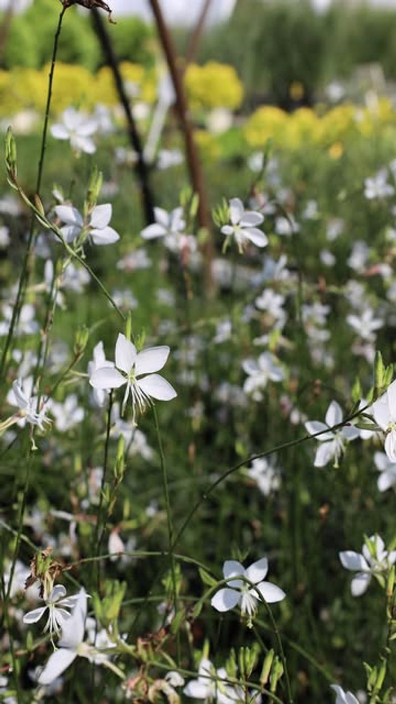 White Gaura: Dancing Butterfly Plant
