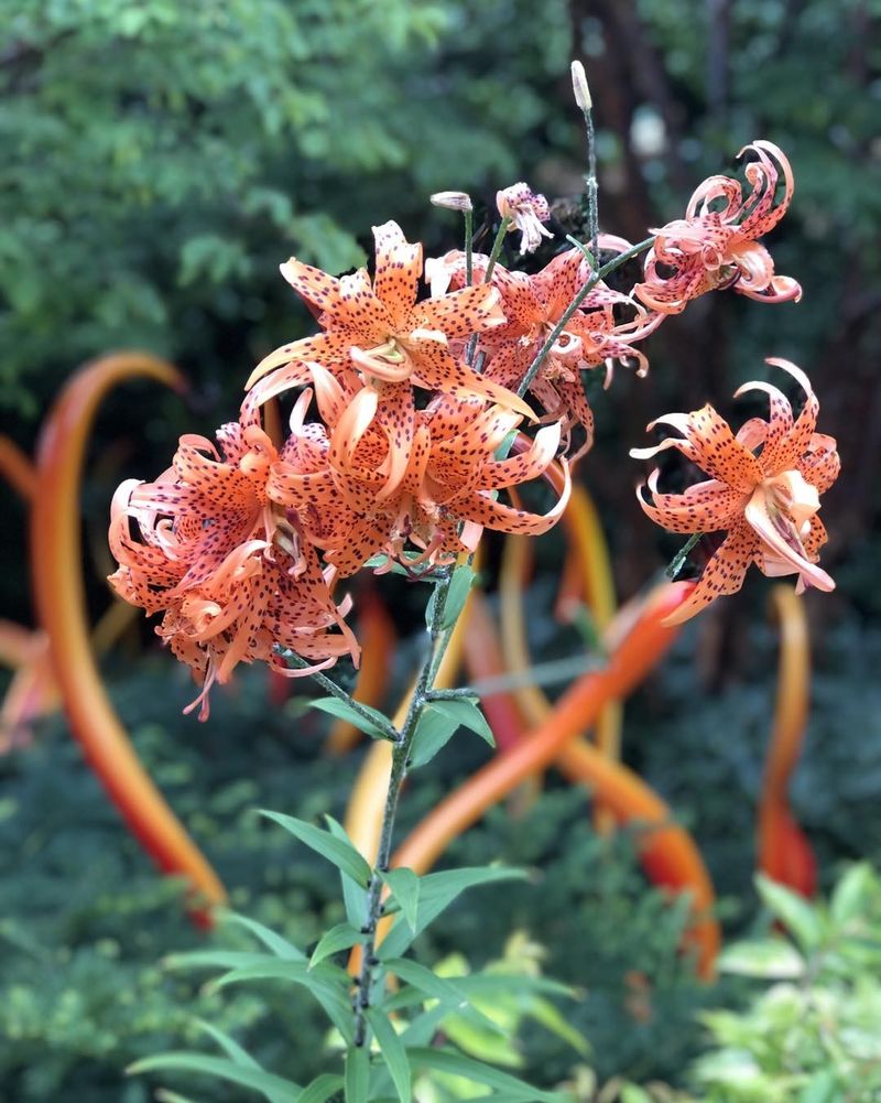 Exotic Tiger Lily
