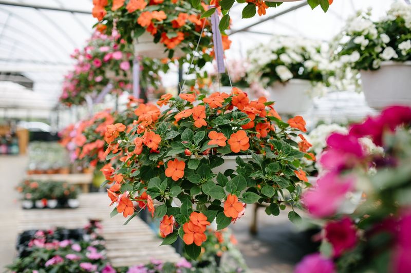 Impatiens
