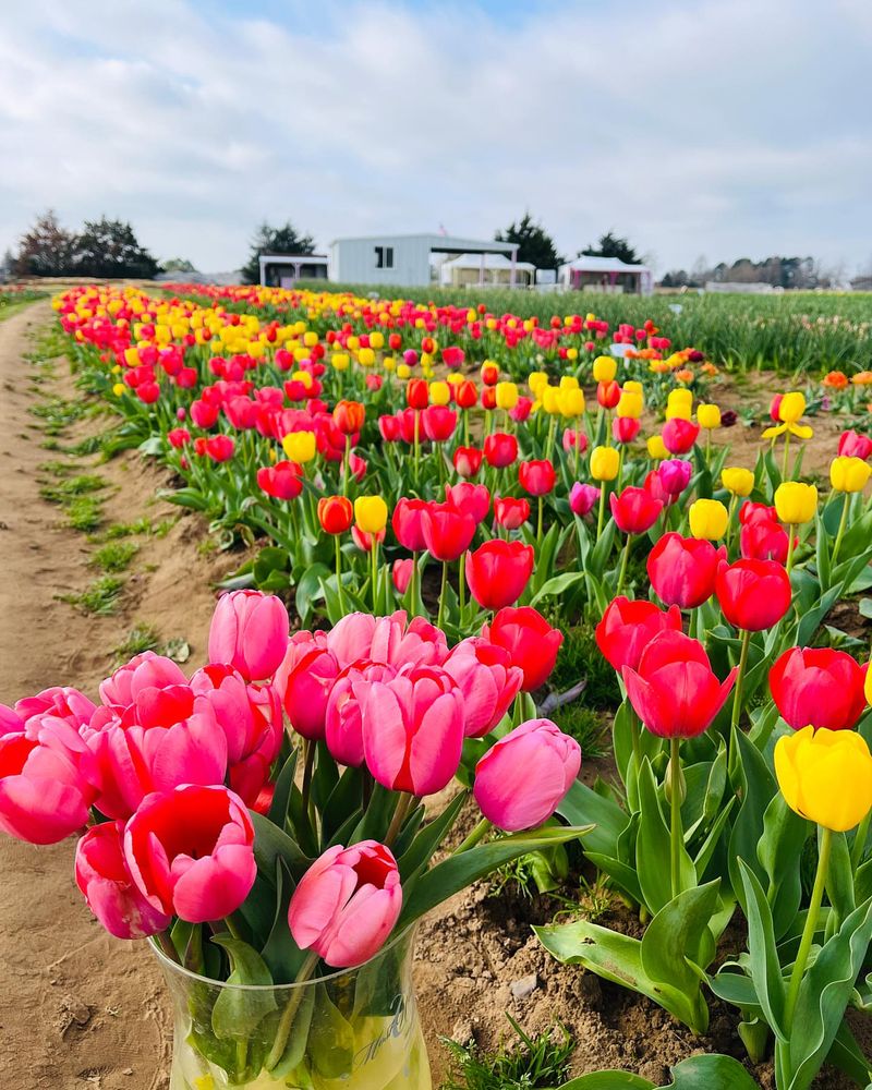 Tulips
