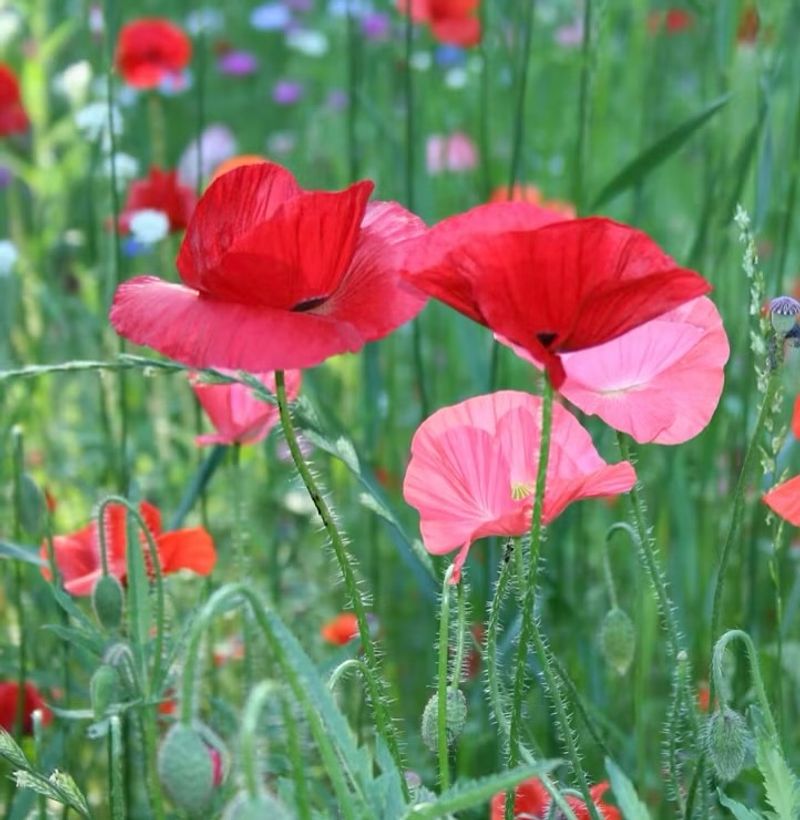 Poppies: Papery Perfection