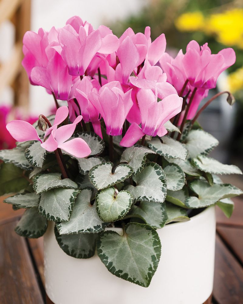 Cyclamen