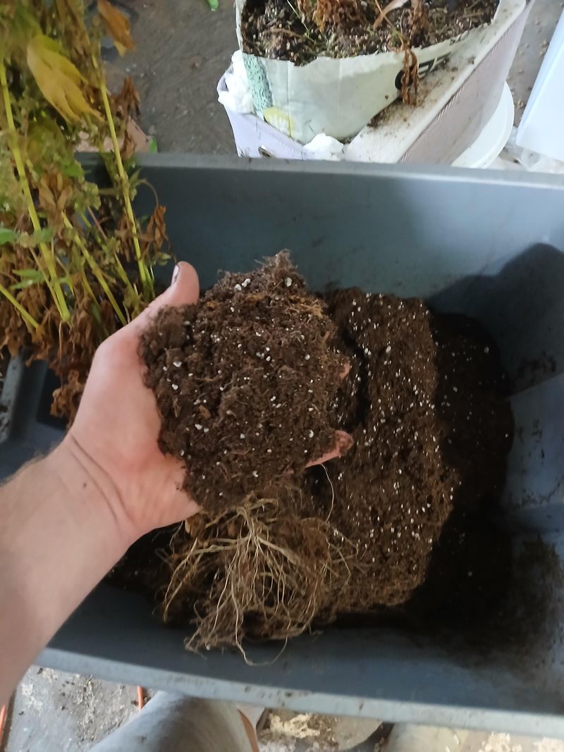 Humic Acid Boost