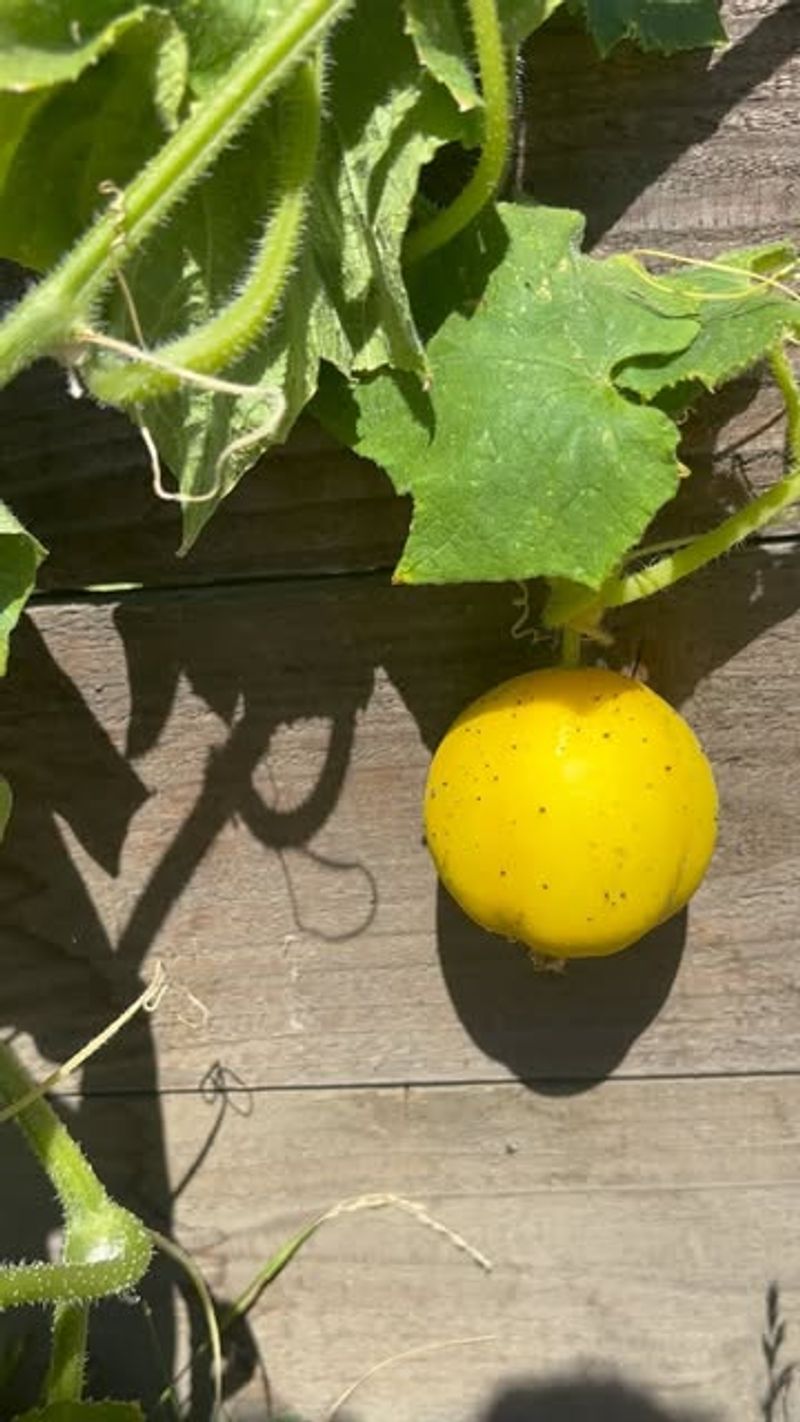 Lemon Cucumber