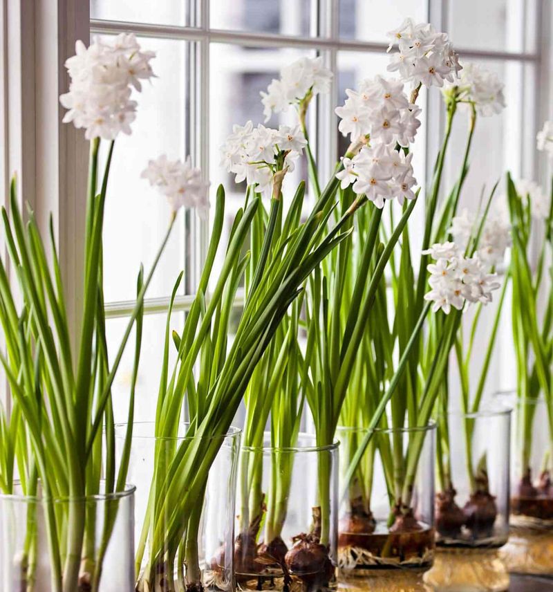 Paperwhite Narcissus