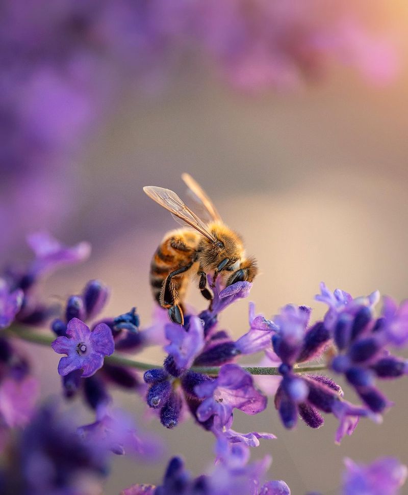 Bee Attraction