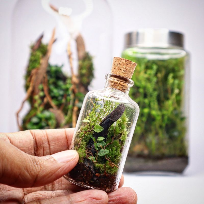 Miniature Terrariums